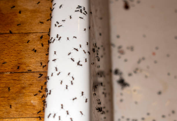 Best Exterminator Services  in Iuka, MS